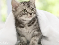 怎么判断猫咪是否发烧？