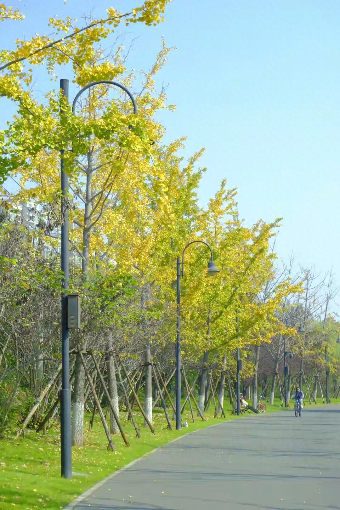 爆红!东湖银杏道惊艳变身 俯瞰呈现“宝塔”奇观 最佳观赏期到了!