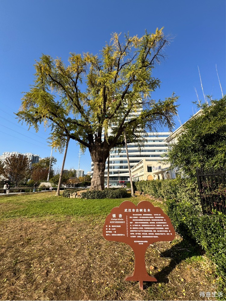 汉阳树大变样了，却再也不是我记忆中的汉阳树了。