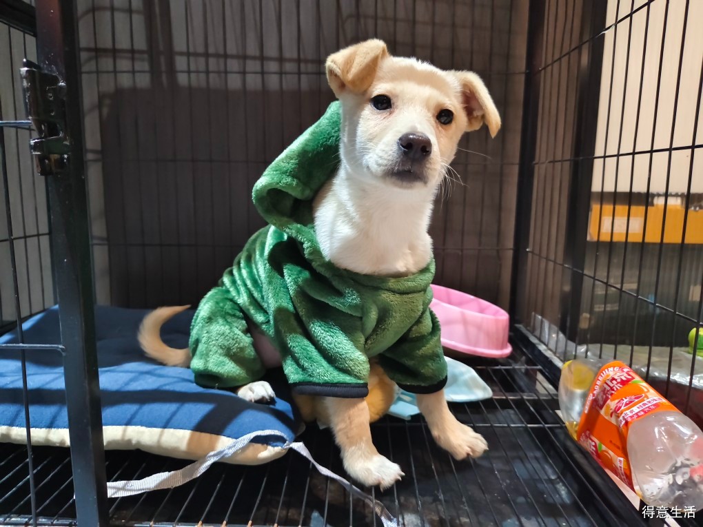 谁能想到，这只 “野到骨子里” 的旅行犬，2 年前还在收容所盼一个家